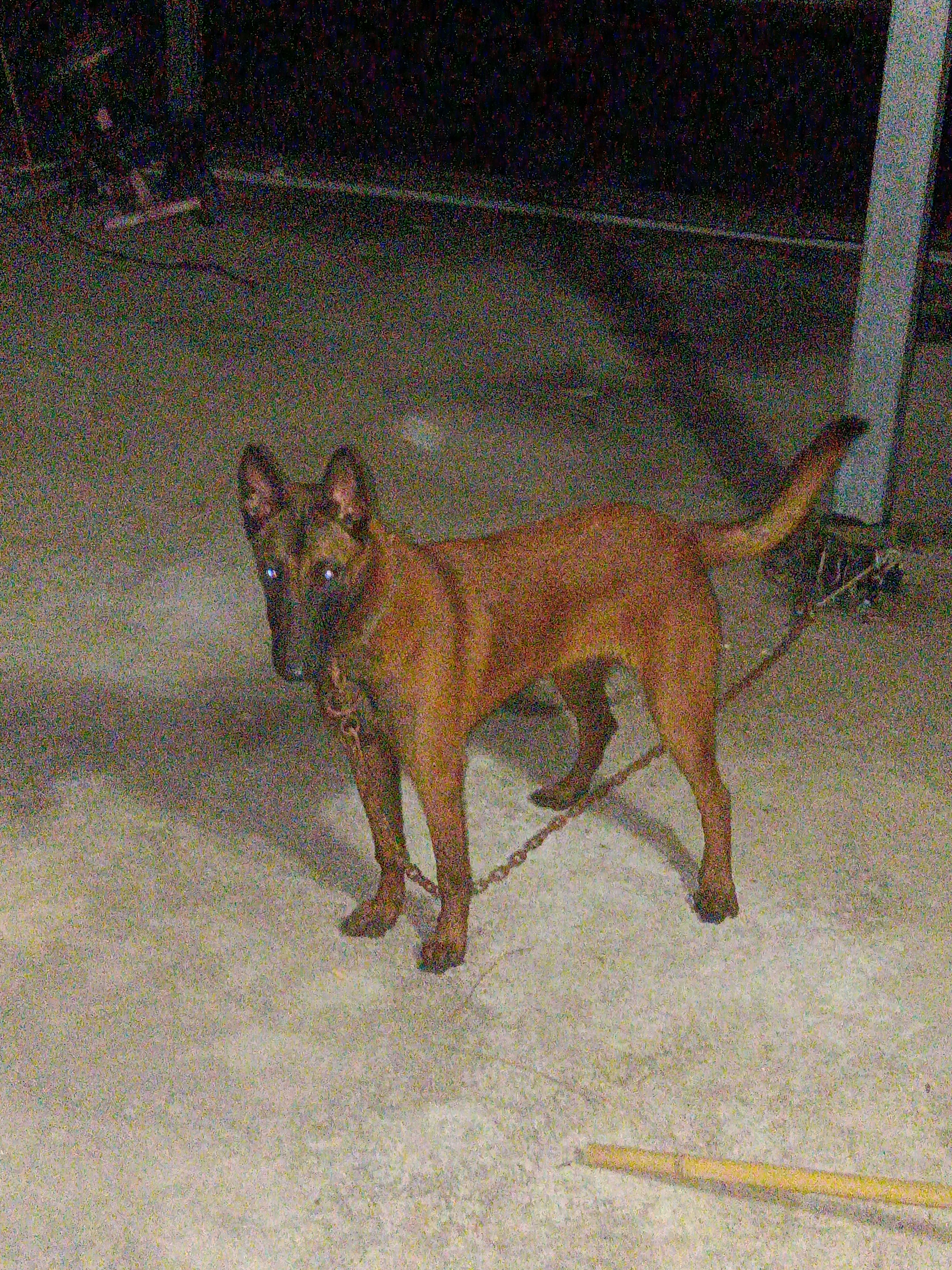马犬